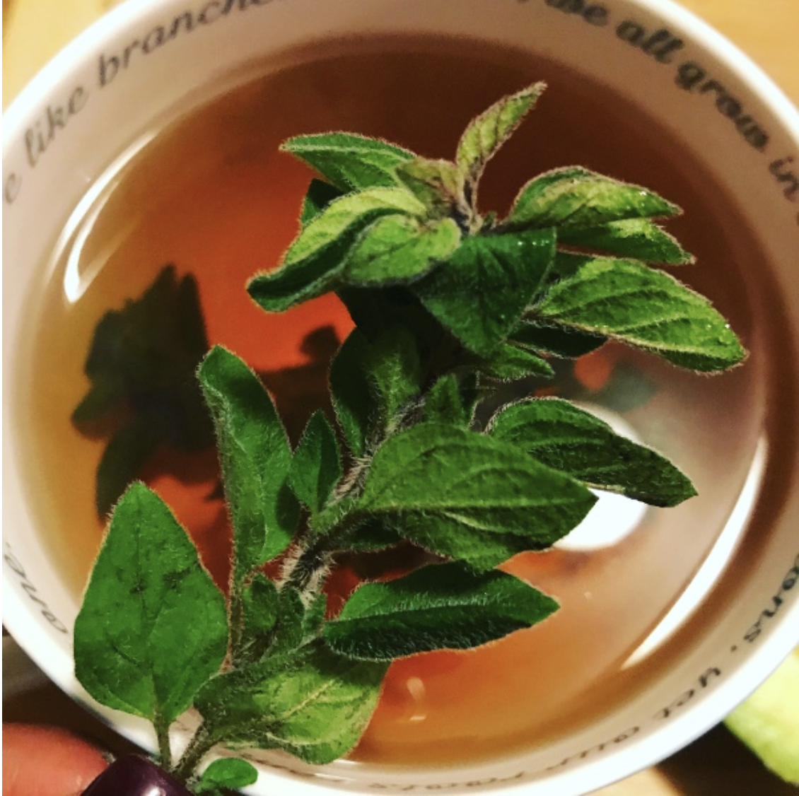 Oregano Tea